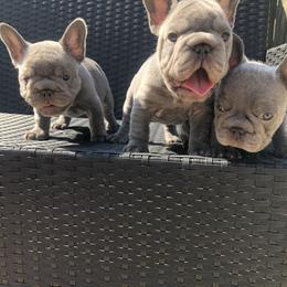 French Bulldog Puppies from NeighborHood Frenchies