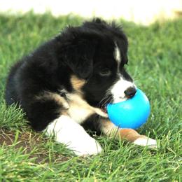 Australian Shepherd Puppies from Sliding S Australian Shepherds