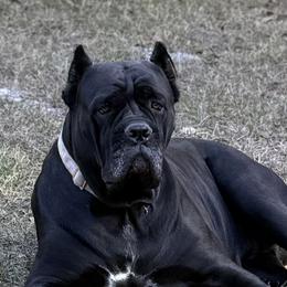 Violet - Cane Corso