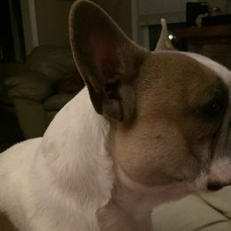 French Bulldogs from Frenchy’s Nest