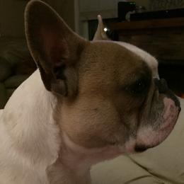French Bulldogs from Frenchy’s Nest