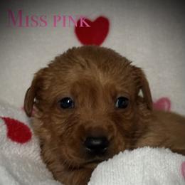 Miss Pink CO - Yellow female Labrador Retriever puppy in Portland, Tennessee from Whiskey Ridge Retrievers