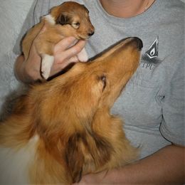 Collie Puppies from Liberty Collies