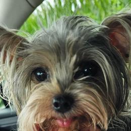 Tinkerbell - Yorkshire Terrier