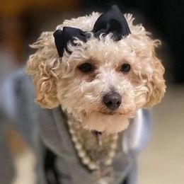 Poodles and Yorkipoos from Simone Perkins's Poodles and Yorkipoos