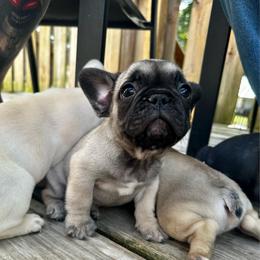 Daniel - Fawn and white male French Bulldog puppy in Greenfield, Missouri from Hope Mountain French Bulldogs