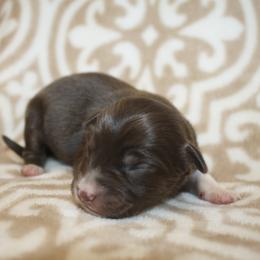 Mint - Red tri male Toy Australian Shepherd puppy in Licking, Missouri from Burnett Aussies