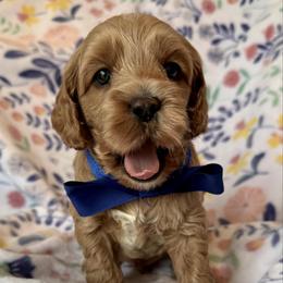 Lotus - Golden male Cockapoo puppy in Roseville, California from Darby Park Doodles