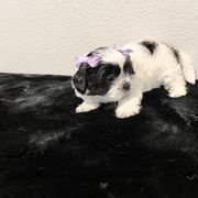 Mal-Shi Puppies from NC Stellar Puppies