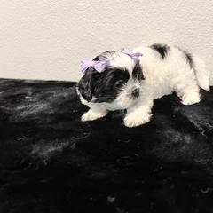 Mal-Shi Puppies from NC Stellar Puppies