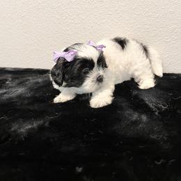 Mal-Shi Puppies from NC Stellar Puppies