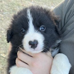 Boy 1 - Black and white male Border Collie puppy in Graceville, Florida from Fire N Arrows Border Collies