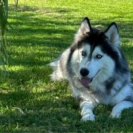 Artemis - Siberian Husky