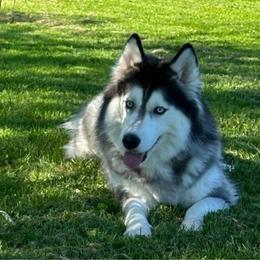 Artemis - Siberian Husky
