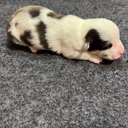 Merle female - White merle female Cardigan Welsh Corgi puppy in Omaha, Arkansas from DnD Corgis