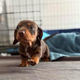 Reese's - Chocolate and tan male Dachshund puppy in Corona, Ca Hemet, Ca Surpise, Arizona from Over The Moon Dachshunds