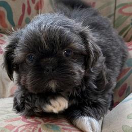 Girl 1 - hot pink collar - Blue female Shih Tzu puppy in Berkeley Springs, West Virginia from Sandridge Shih Tzus