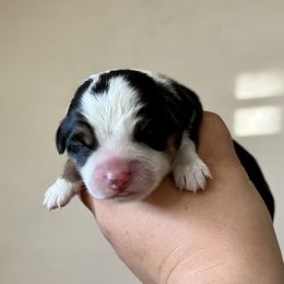 Pembroke Welsh Corgi and Toy Australian Shepherd Puppies from Double Bar H Corgis & Aussies