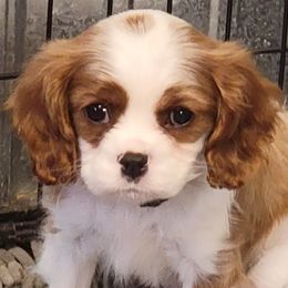 Captain Crunch - Blenheim Cavalier King Charles Spaniel puppy in Rochelle, Illinois from Alexandra's Royal Cavaliers