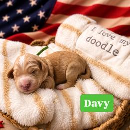 Davy aka Green Collar - Apricot male Goldendoodle puppy in Portland, Tennessee from Happy_Tails_by_TJ