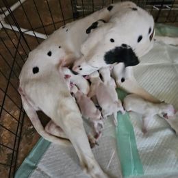 Princess - Dalmatian