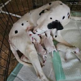 Princess - Dalmatian