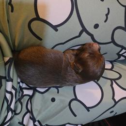 Grace - Red & white female Miniature Australian Shepherd puppy in Arlington, Texas from CopperHead Aussies