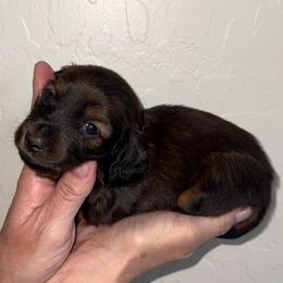 Poppy - Red female Dachshund puppy in Las Vegas, Nevada from Desert Dachshunds