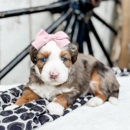 Twix (Purple Collar) - Blue merle female Aussiedoodle puppy in Sharpsburg, Georgia from Steindoodles