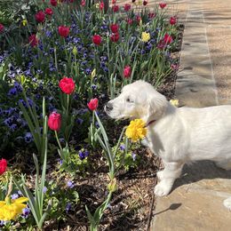 Golden Retriever Puppies from Graceful Goldens