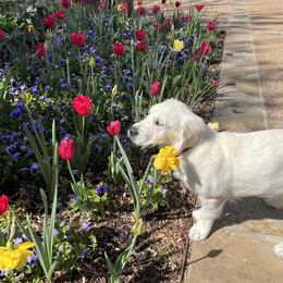 Golden Retriever Puppies from Graceful Goldens