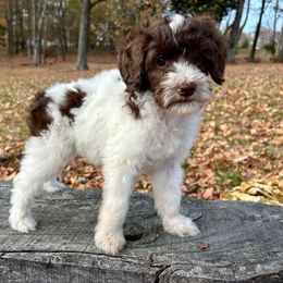 Pink Girl - Parti female Goldendoodle puppy in Huntsville, Alabama from Winchester Doodles