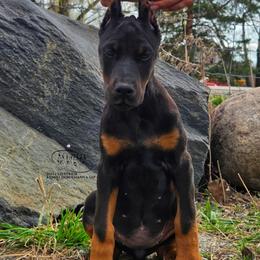 Leia - Black and rust female Doberman Pinscher puppy in China Township, Michigan from Snell's Superior Kennel Dobermann & GSP