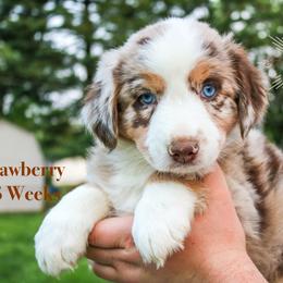 Strawberry - Red merle Australian Shepherd puppy in Indianapolis, Indiana from Sunburst Australian Shepherds
