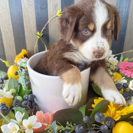 Lily - Red tri-color female Australian Shepherd puppy in Mesa, Arizona from Four Peaks Aussies