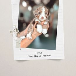 Holy - Chocolate merle female Bernedoodle puppy in Jackson, Missouri from Pincksten Family Doodles