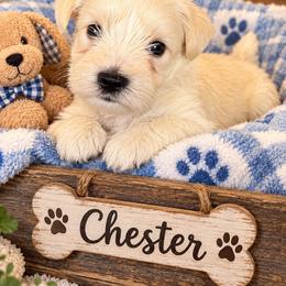 Puppy 4 - Wheaten male Miniature Schnauzer puppy in Carriere, Mississippi from Sassy Schnauzers