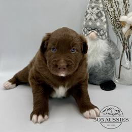 RTM - Red tri-color male Australian Shepherd puppy in Thornton, Colorado from 303 Aussies