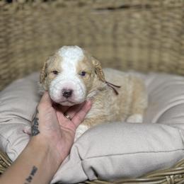 WINCHESTER - Red male Bernedoodle puppy in Corpus Christi, Texas from The Henke Doodles