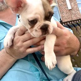 French Bulldog Puppies from Southern Mississippi Frenchies