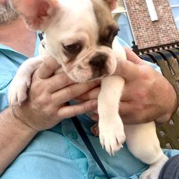 French Bulldog Puppies from Southern Mississippi Frenchies