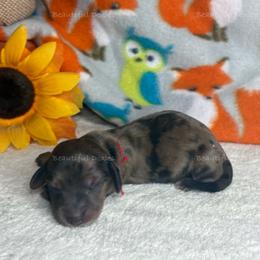 Smoked Paprika - Dapple male Dachshund puppy in Washington from Beautiful Doxies
