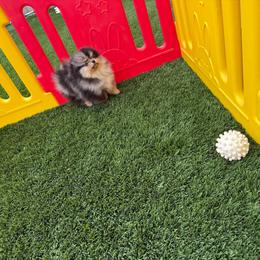 Honey - Blue and tan female Pomeranian puppy in Tucson, Arizona from Pomutopia