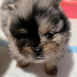 Moon - Blue merle female Pomeranian puppy in Danielsville, Georgia from PassionatePomPoms