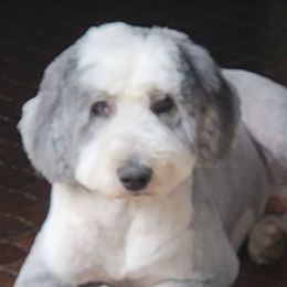 Harley - Old English Sheepdog