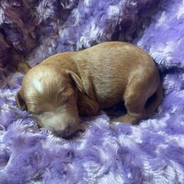 Red abstract male - Red male Bernedoodle puppy in Clarksville, Iowa from Iowa Heartland Doodles