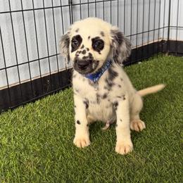 Ace long coat - White and black male Dalmatian puppy in Sedalia, Missouri from Missouri Dalmatians