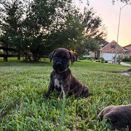 Odin Jr. aka OJ - Chestnut brindle male Cane Corso puppy in Sienna, Texas from Robinson Elite Corsos