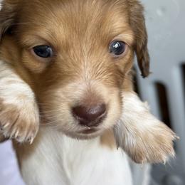 Peanut Butter - Piebald female Dachshund puppy in Easley, South Carolina from Castle Hill Doxies, LLC