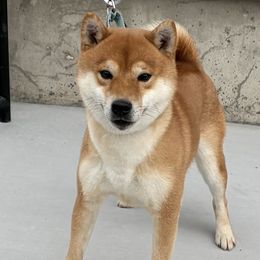 Shiba Inu puppies from Hillsdale Shiba Inu